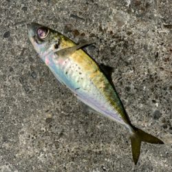 大晦日夕マヅメからのアジング