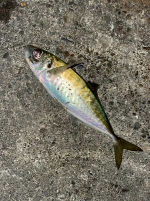 大晦日夕マヅメからのアジング