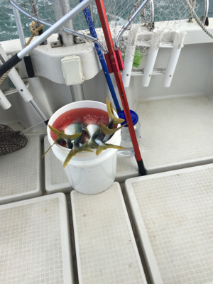 元旦初釣り!活性高し!!