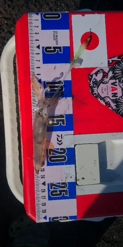 アジング練習356 ライトエギング昼間