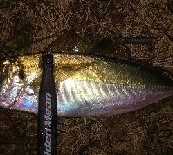 2022釣り始めアジング