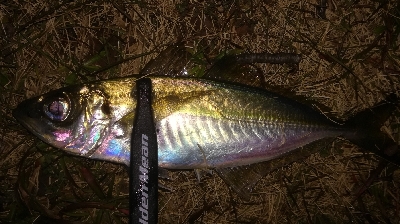 2022釣り始めアジング