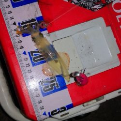 アジング練習357 ライトエギング