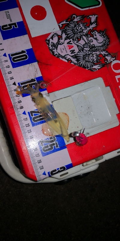 アジング練習357 ライトエギング