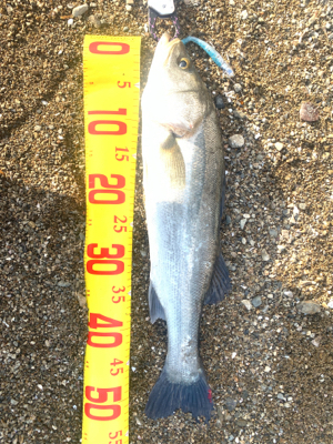 今年の初フィッシュ