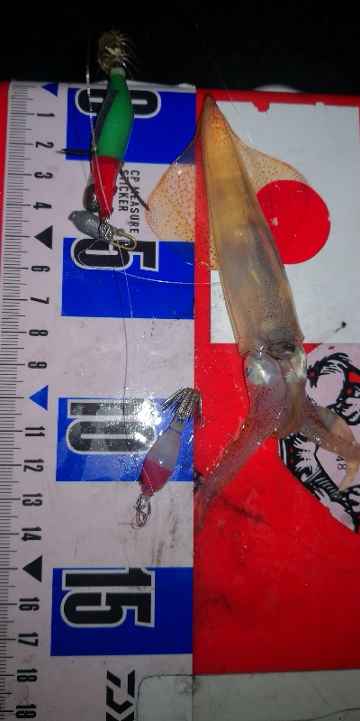 アジング練習　ライトエギング撃沈