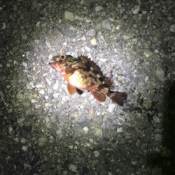 ライトショアジキ