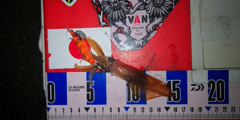 アジング練習360 ライトエギング