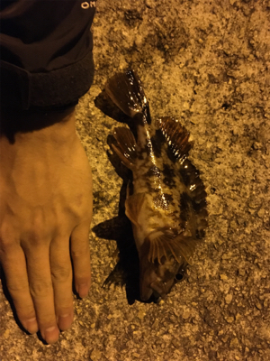 ガシラ元気でした!