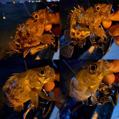 シャローフリークでメバリング