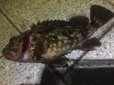 釣り始めはガシラから