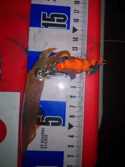 アジング練習361  ライトエギング