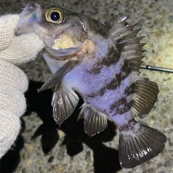 明石メバル釣行