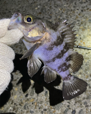 明石メバル釣行