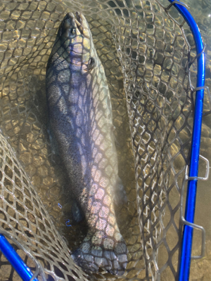 蛇尾川フィシングパーク