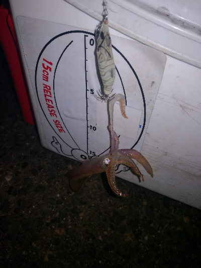 アジング練習362 ライトエギング