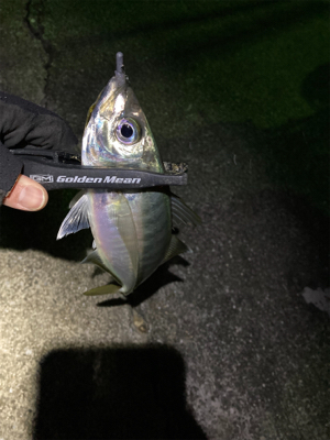 ブルーカレント ベイト