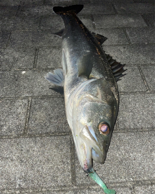 アフターシーバス