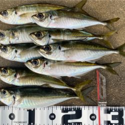 早起きして鱗付け