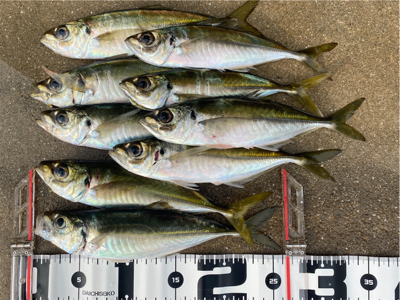 早起きして鱗付け