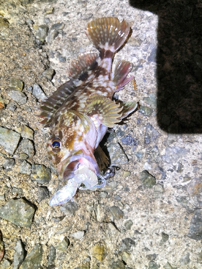 初釣りはロックフィッシング