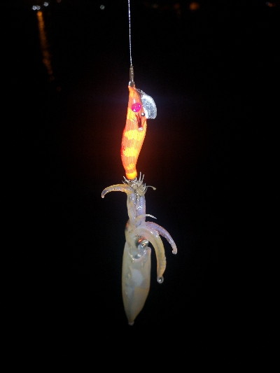 アジング練習363 ライトエギング