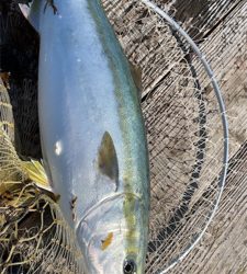 海上釣り堀 海恵