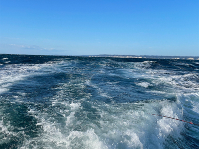 大原沖、ヒラメとマハタ