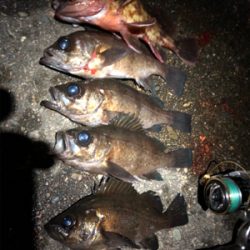 久しぶりのメバリング