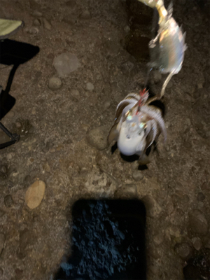 アオリイカ　夜釣り