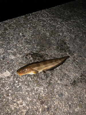 穴釣りとメバリング