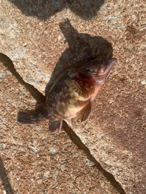 ガラカブちゃん