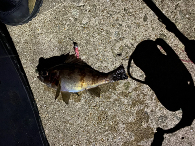 久しぶりのアジング