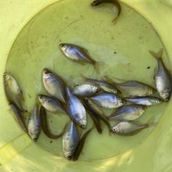 冬のタナゴ釣り