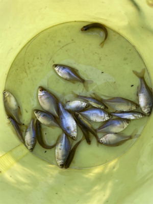 冬のタナゴ釣り