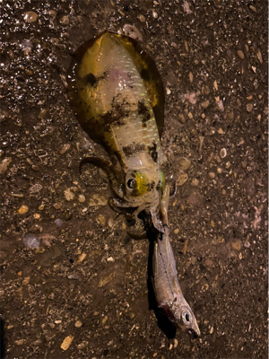 アジとアオリイカ