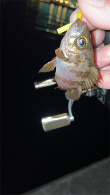 メバリングナイト