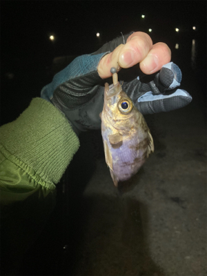 初三原メバリング調査!