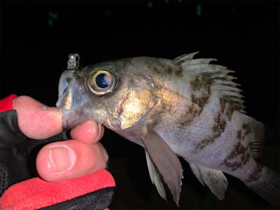 メバリング開幕