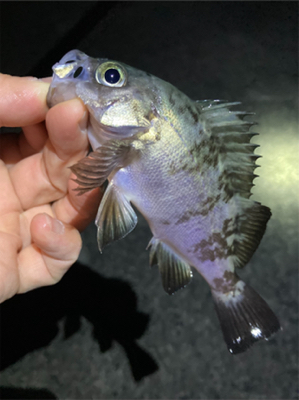 底をとったら楽しい外道