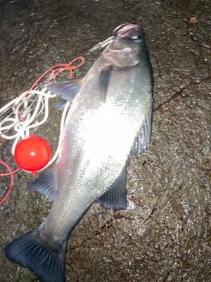 体高のあるヒラスズキ