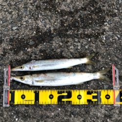 まさかのカマス