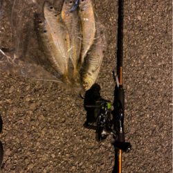 久々のアジング