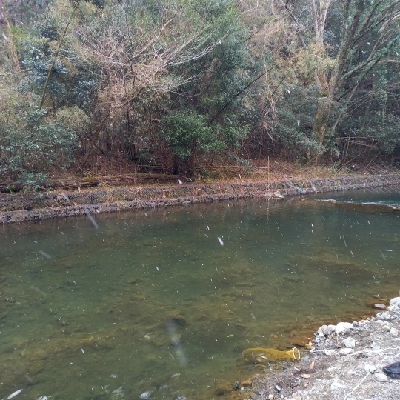 芥川ます釣り場