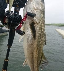 極寒のシーバスゲーム