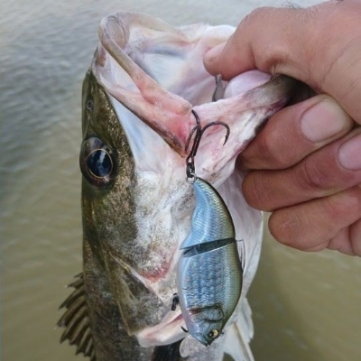 東京ベイエリアランガンルアーフィッシング