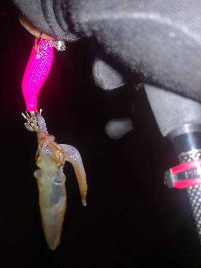 アジング練習365  ヒイカも少なくなりました