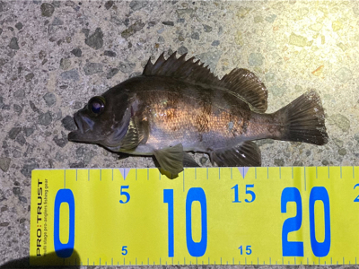 明石メバリング