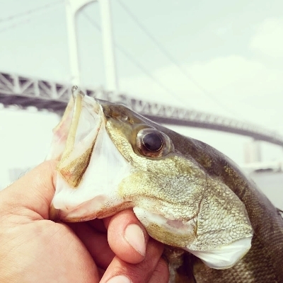 シーバスゲーム