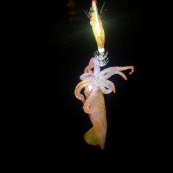 アジング練習366   ソアレXR C20…